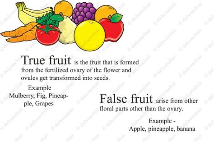 What is difference between true fruit and false fruit