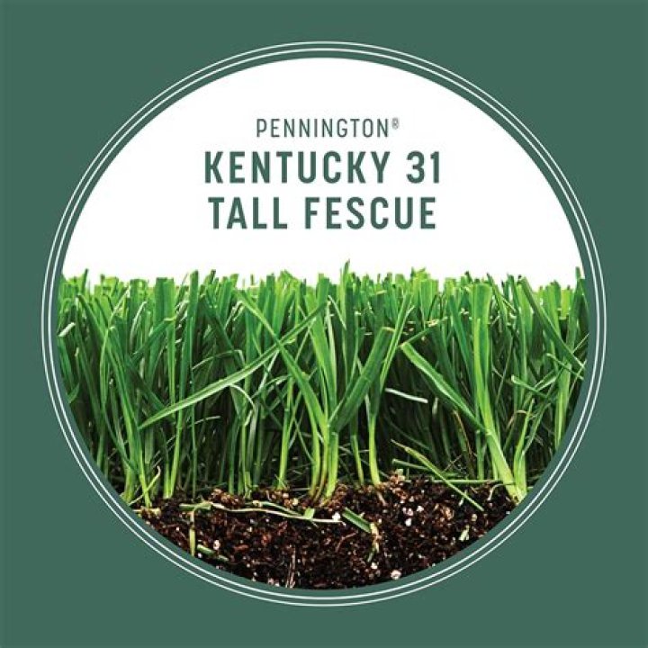 What is DLF Kentucky 31 tall fescue