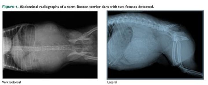 What is dog dystocia