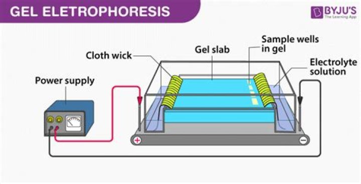 What is electrophoresis in surface chemistry