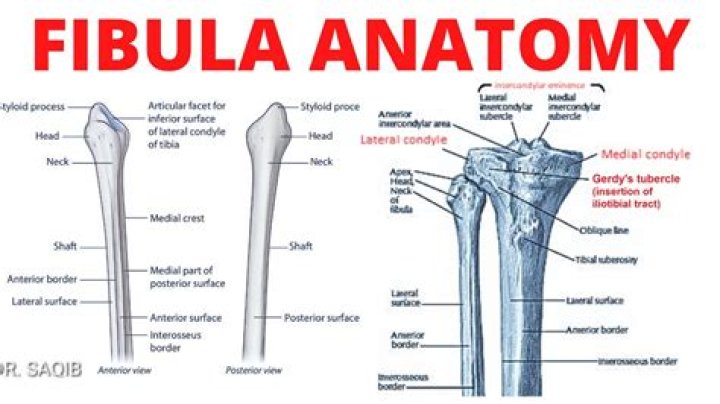 What is fibular head