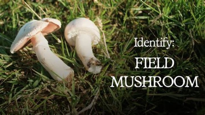What is field identification based on