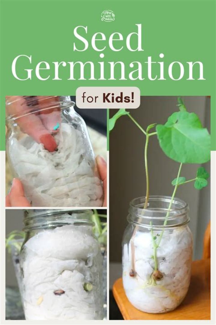What is germination for kindergarten