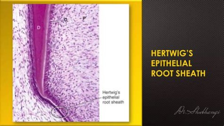 What is Hertwig epithelial root sheath