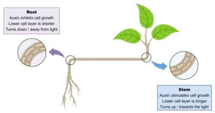 What is host cell tropism