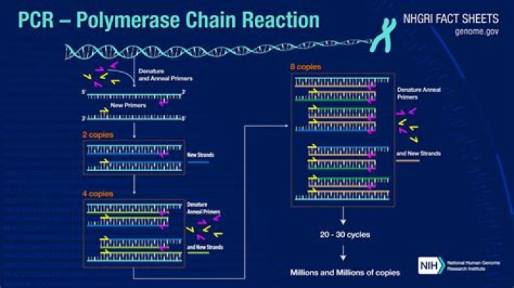 What is hybridization in PCR