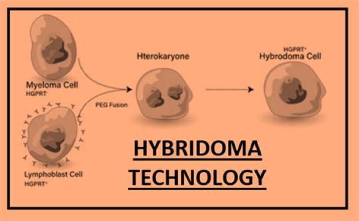 What is hybridoma cell made from