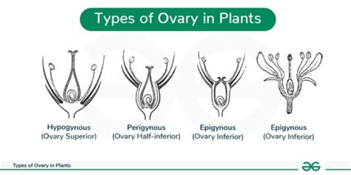 What is Hypogynous ovary