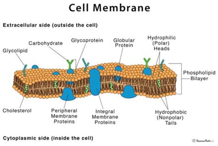 What is in a cell membrane
