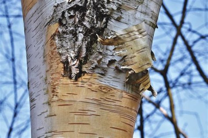What is killing birch trees in Oregon