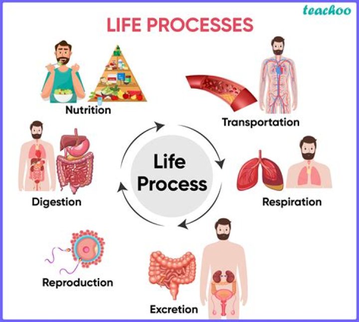 What is life process with example