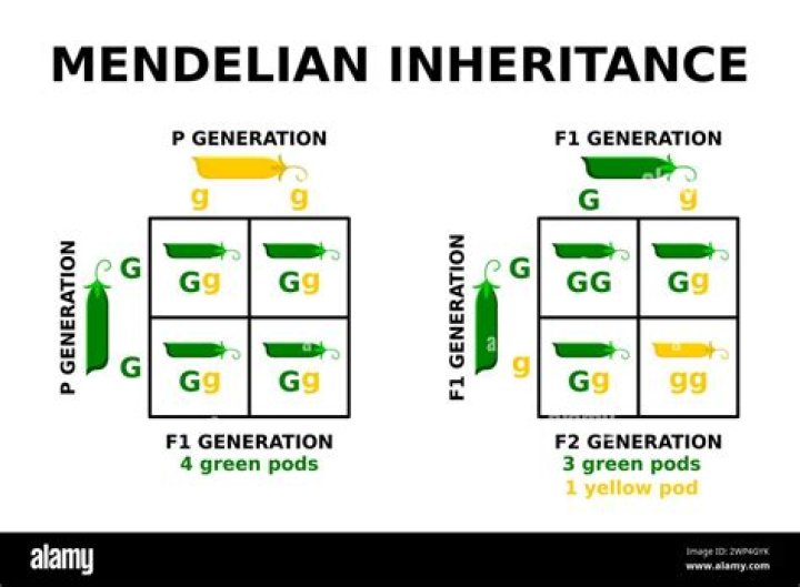 What is meant by Mendelian inheritance