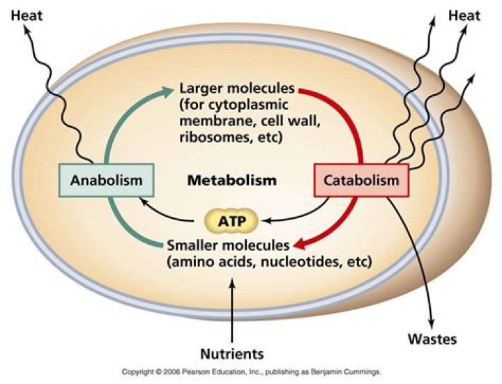 What is metabolism anatomy