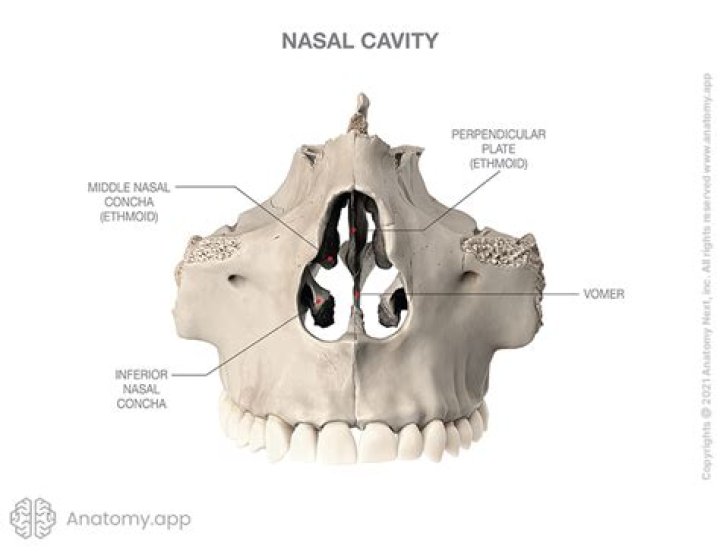 What is nasal aperture