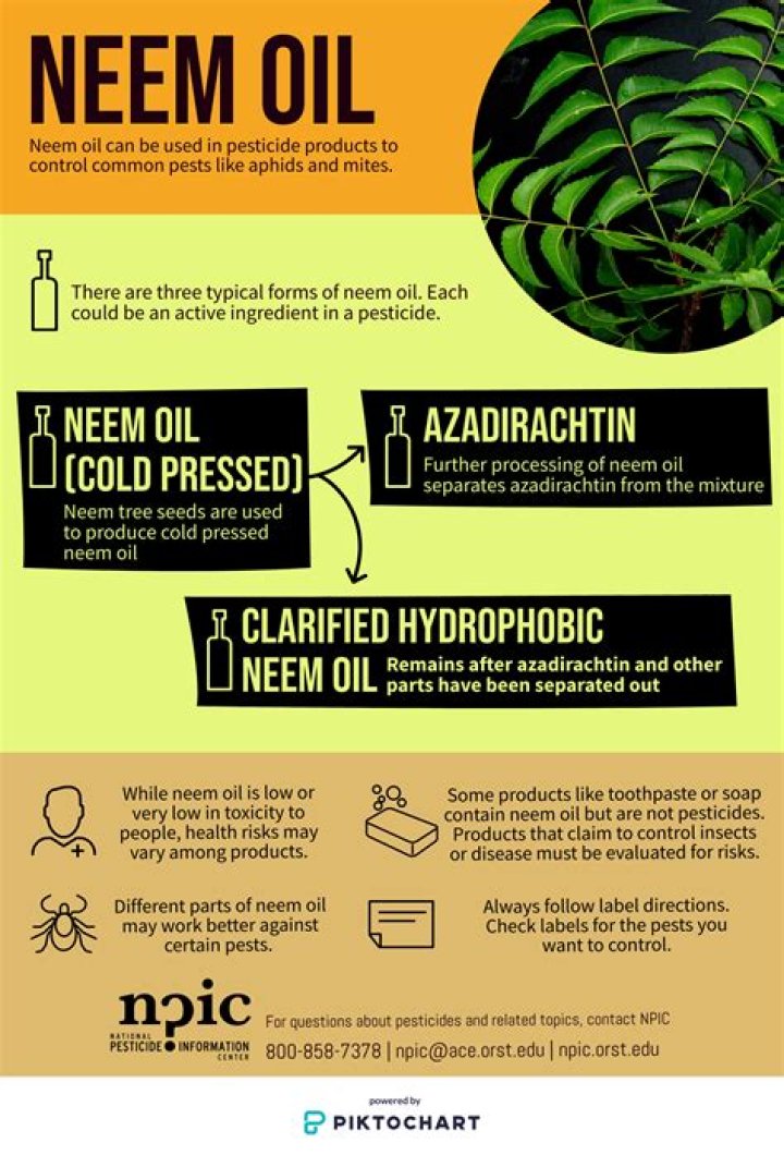 What is neem oil made out of