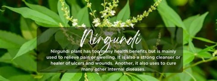 What is Nirgundi in English