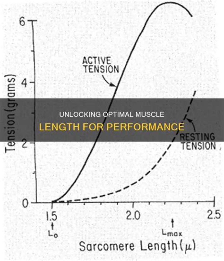 What is optimal muscle length