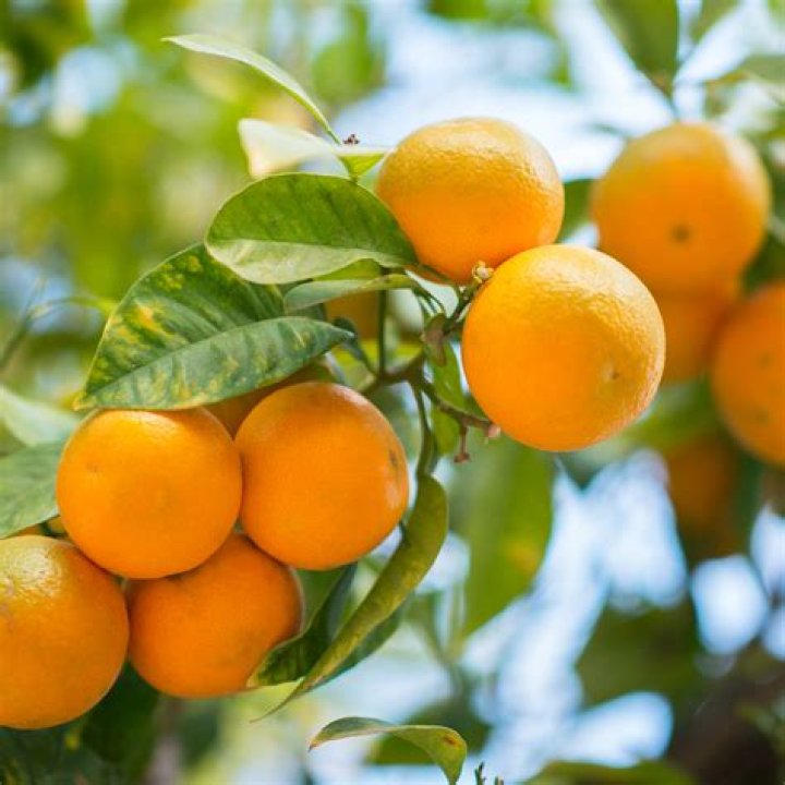 What is Owari Satsuma