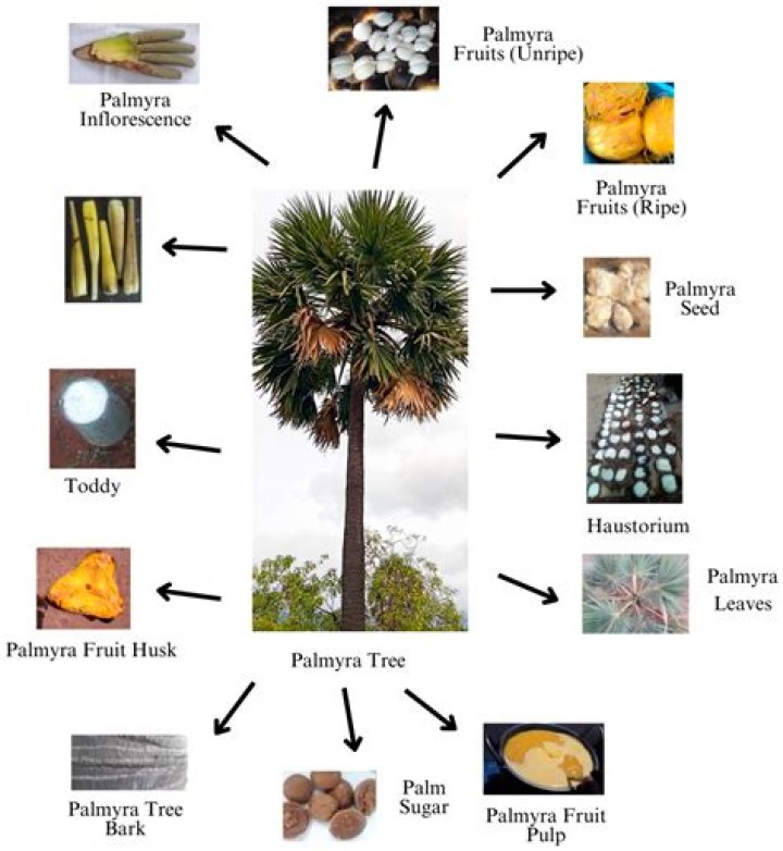 What is Palmyra brush