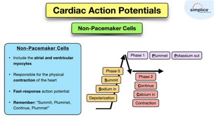 What is plateau in cardiac action potential