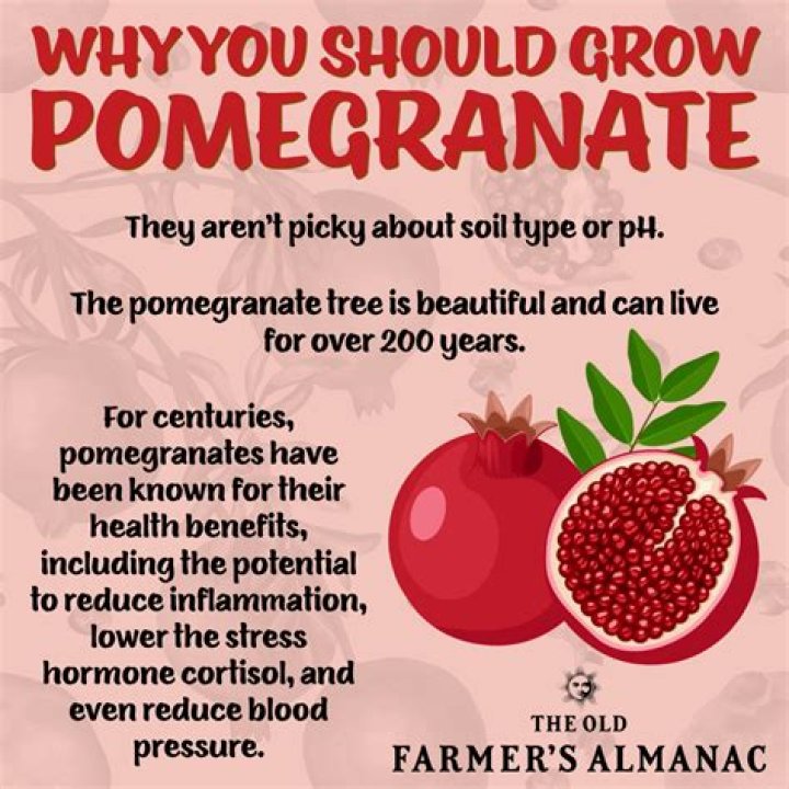 What is Pomegranate used for