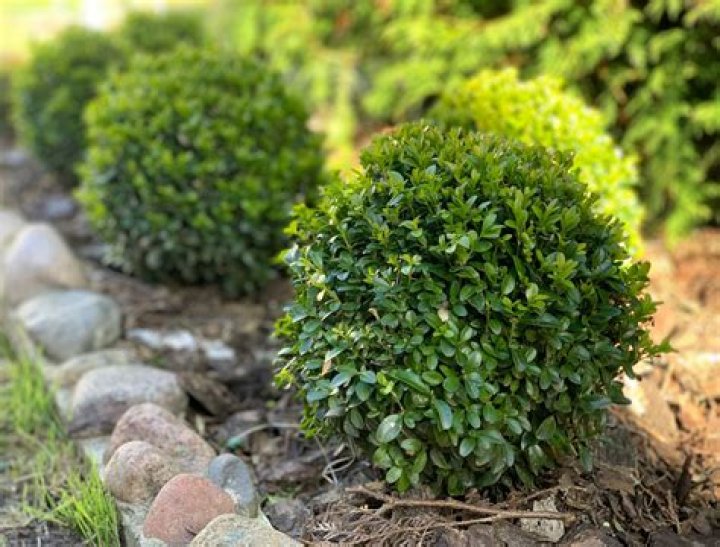 What is preserved boxwood