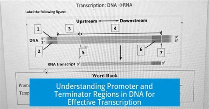 What is promoter and terminator
