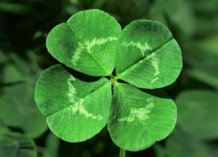 What is purple clover used for