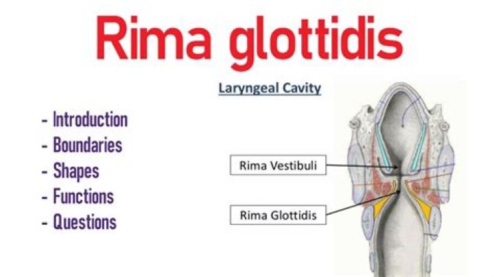 What is Rima Glottidis