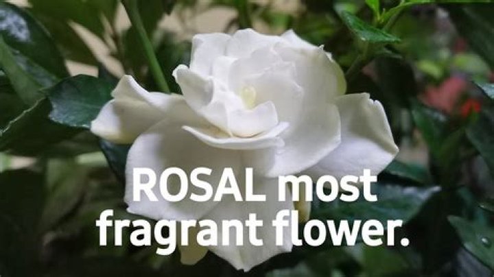 What is Rosal