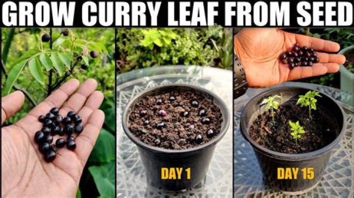 What is seed under leaf good for
