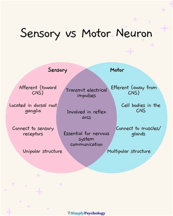 What is sensory and motor neurons