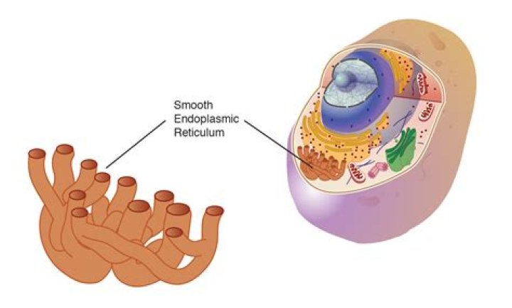 What is smooth endoplasmic reticulum