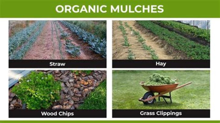 What is Soil Conservation mulching