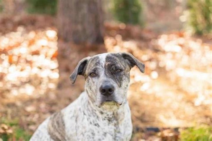 What is the All American Dog