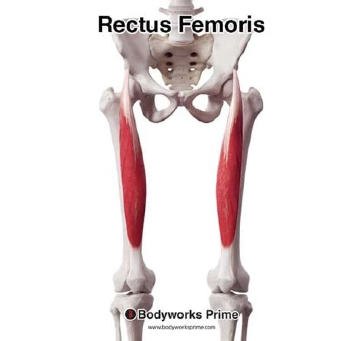 What is the antagonist of the rectus femoris