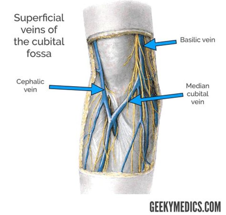 What is the antecubital vein