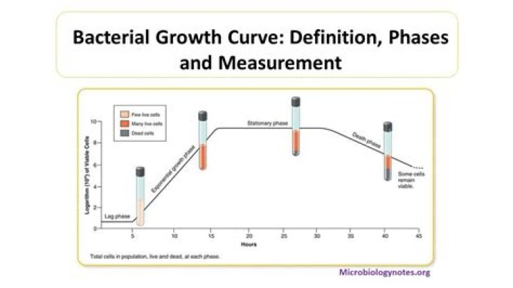 What is the bacterial growth curve