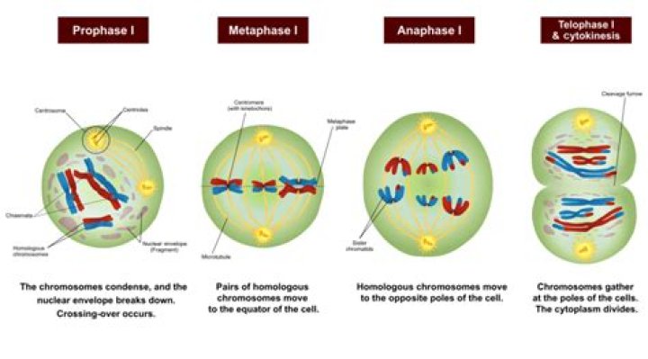What is the behavior of homologous chromosomes during prophase in meiosis
