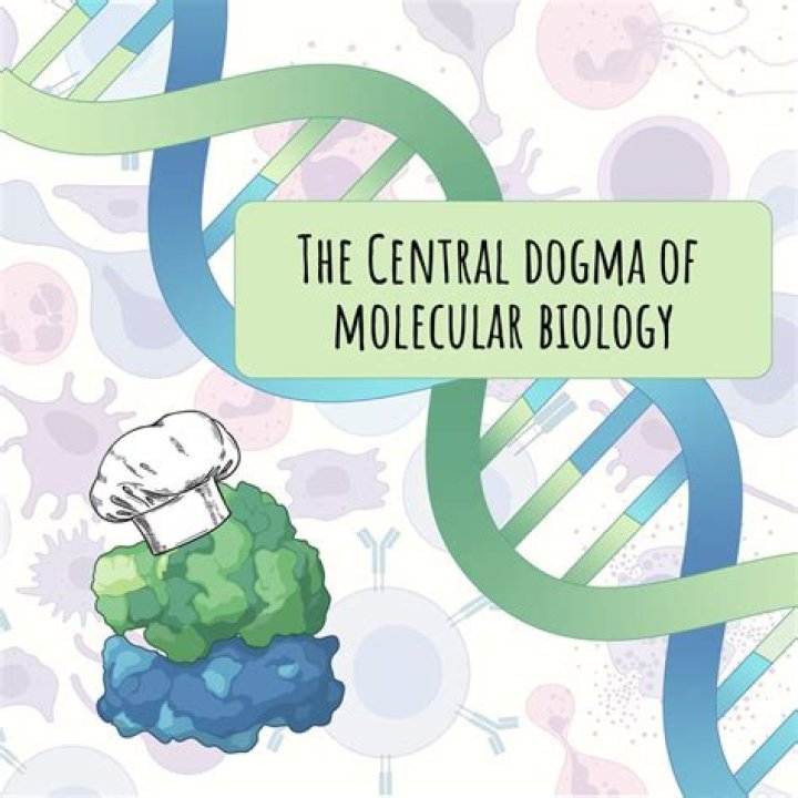 What is the best description of the central dogma of molecular biology