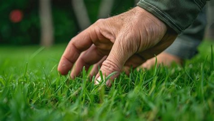What is the best grass to grow in Pennsylvania