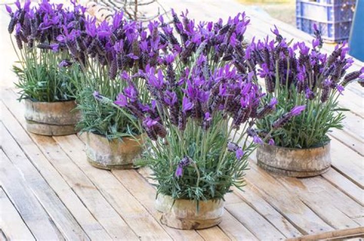 What is the best lavender to grow in pots
