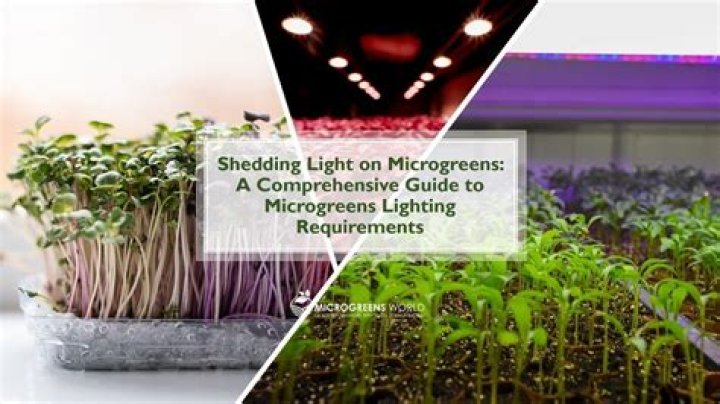 What is the best light for microgreens