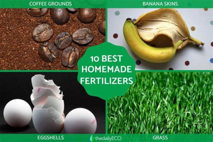 What is the best natural fertilizer for your lawn