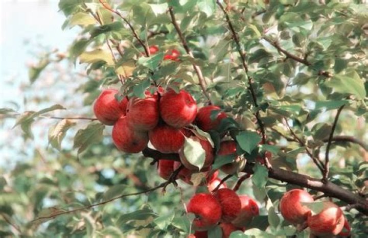 What is the best pesticide for apple trees