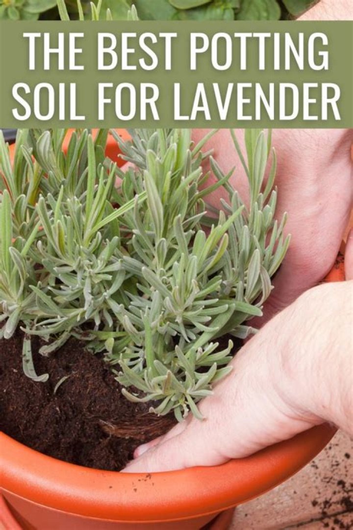 What is the best potting soil for lavender