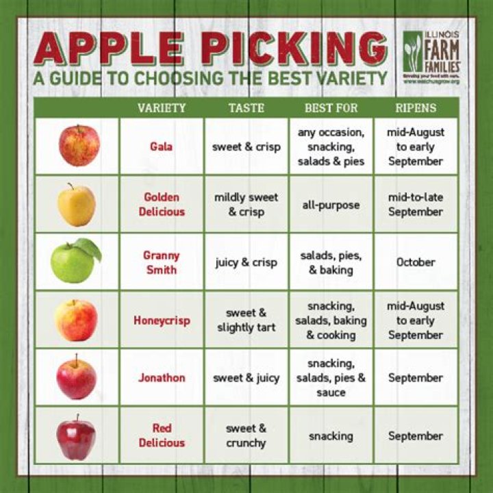 What is the best time to pick apples