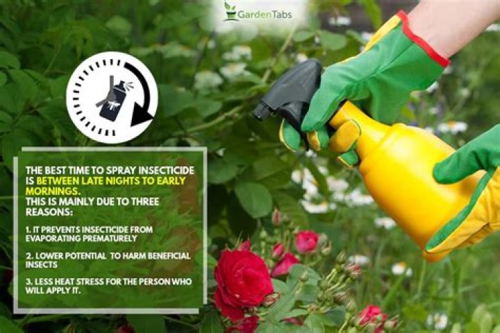 What is the best time to spray roses