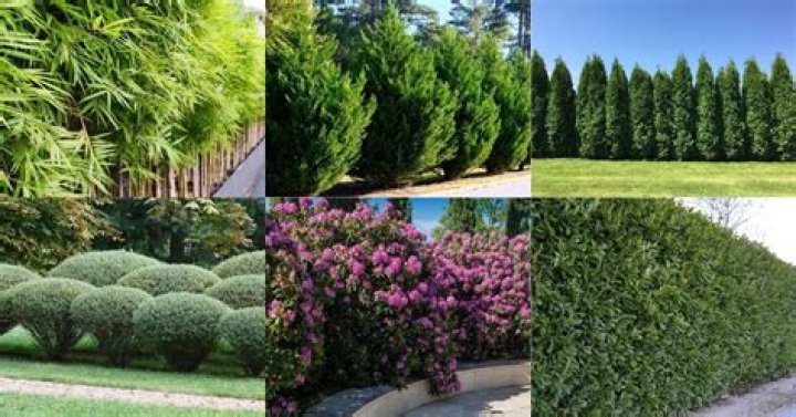What is the best tree or shrub for privacy