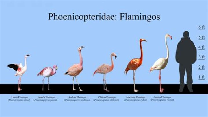 What is the biggest flamingo